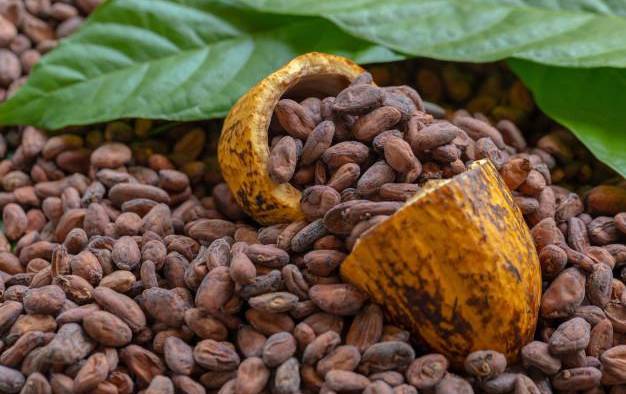 Los estudios ubica al cacao y chocolate panameño entre los once rubros de importancia para el sector agroalimentario nacional y con potencial para exportación, desarrollo e inversión.