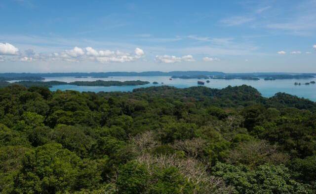 La Isla Barro Colorado es actualmente el bosque tropical más estudiado de forma continua en el mundo.