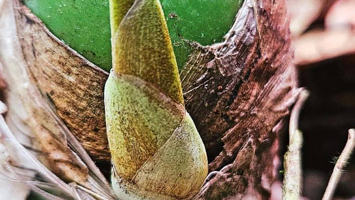 La Flor del Espíritu Santo, en su estado adulto, forma colonias de pseudobulbos verdes, con tres a cinco hojas en el extremo superior de cada bulbo.