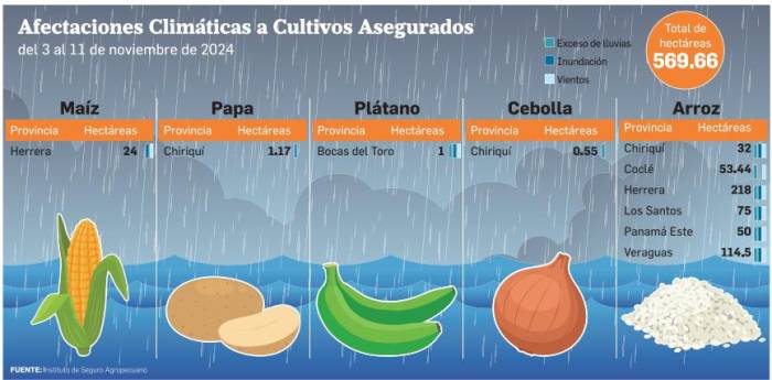 ISA: arroz, plátano, papa, cebolla y maíz, los cultivos más afectados por las lluvias