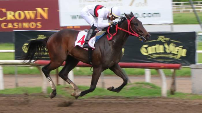 El colorado ‘Cyrano’ será la carta brava a batir en el Clásico familia Delvalle.