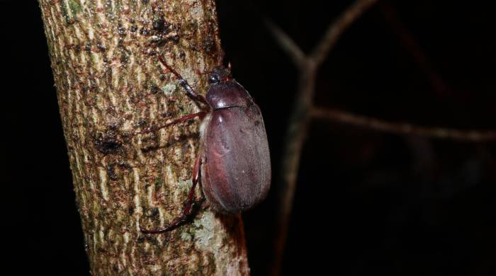 Espécimen de Phyllophaga sp capturado en Chilibre.