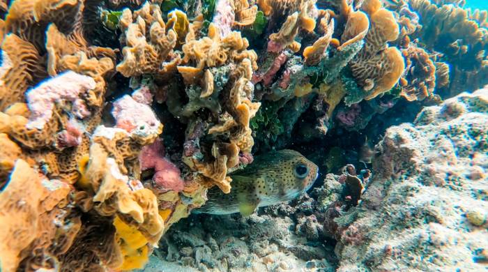 Los corales se están viendo afectados con el blanqueamiento que produce el cambio climático.