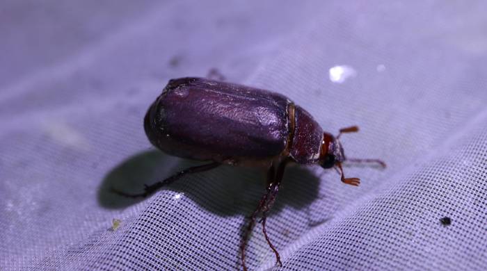 Espécimen de Phyllophaga lissopyge capturado en la Comarca Ngäbe-Buglé.