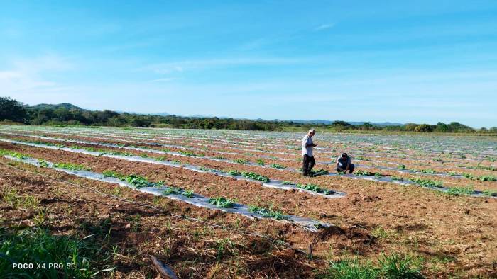 Cada noviembre, los productores de cucurbitáceas preparan las tierras para sembrar y cosechar a inicios del año.