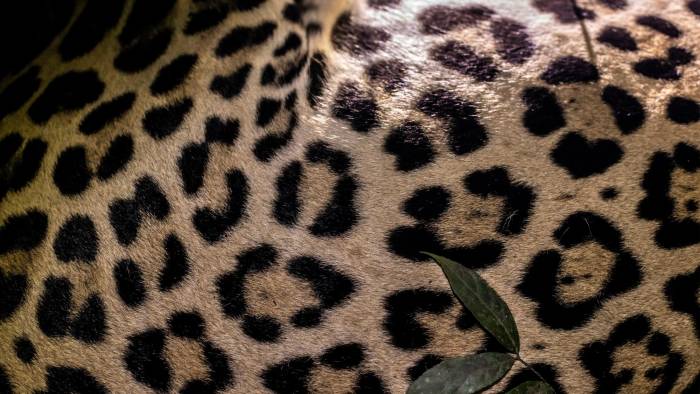 La piel del jaguar está moteada con rosetas, que son círculos de manchas negras que rodean a otra central de color claro.