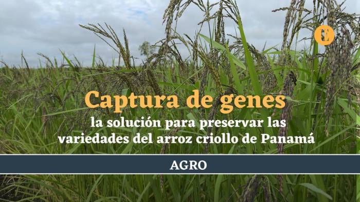 Captura de genes, la solución para preservar las variedades del arroz criollo de Panamá