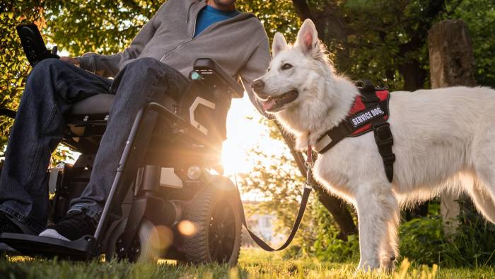 Perros de servicio: Los perros de servicio desempeñan un papel vital en la vida de las personas con discapacidades, desde el autismo, discapacidad visual o la distrofia muscular. Estos cariñosos animales ayudan a sus dueños a realizar las tareas del día a día y algunos están especialmente entrenados para personas con diabetes, epilepsia o trastorno de estrés postraumático. Los perros de servicio desempeñan un papel práctico importante en la vida de sus parejas, pero también se convierten en amigos cariñosos.