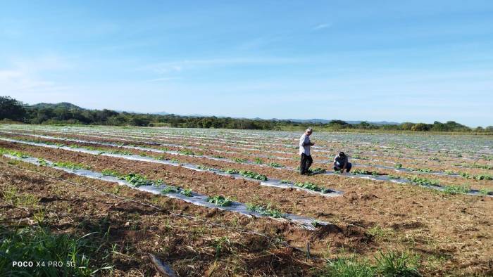 Los cultivos de curcubitáceas como la sandía podrían perjudicarse con el aumento de humedad en la tierra.