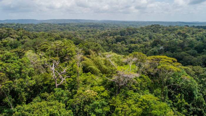 Vista panorámica del área boscosa de Panamá.