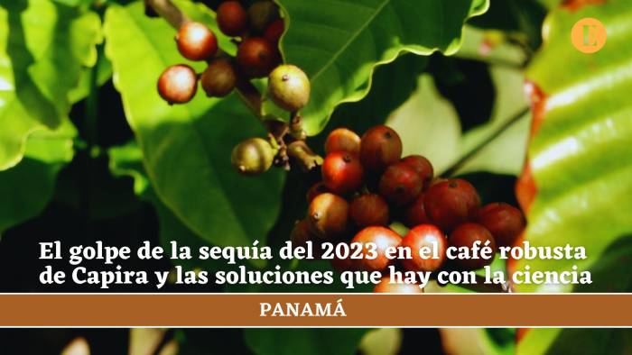 El golpe de la sequía del 2023 en el café robusta de Capira y las soluciones que hay con la ciencia