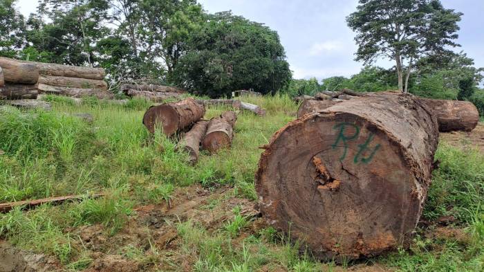 En Darién existen patios de acopio, pertenecientes a empresas compradoras de madera.