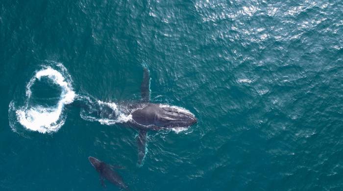 La investigación realizada por científicos de la Universidad de Queensland se apoyó en imágenes tomadas por drones y las muestras de grasa extraídas de varios ejemplares de ballenas jorobadas que transitaron en las aguas cercanas a la Isla North Stradbroke.