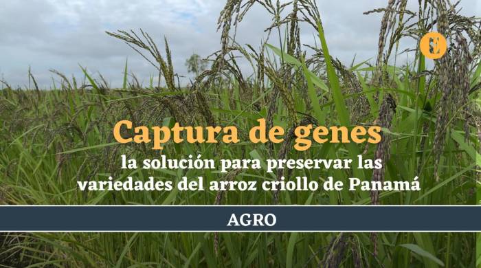 Captura de genes, la solución para preservar las variedades del arroz criollo de Panamá