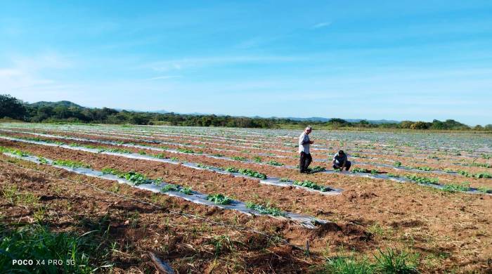 Cada noviembre, los productores de cucurbitáceas preparan las tierras para sembrar y cosechar a inicios del año.