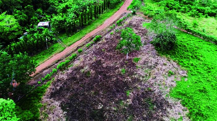 Vista de una zona perjudicada por la deforestación y tala ilegal en la provincia de Darién.