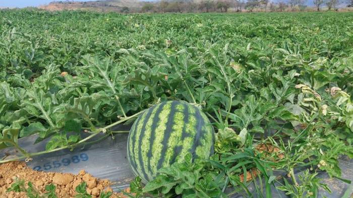 La sandía que se exportó a Holanda es de la variedad Quetzaly.