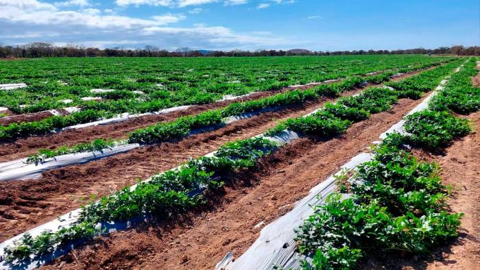 Vista de las 93 ha de sandía que cultiva la empresa Potuga Fruit Company, en Coclé.