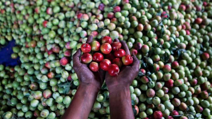 Un trabajador muestra ciruelas después de la cosecha en un huerto en las afueras de Srinagar, capital de verano de la Cachemira india.