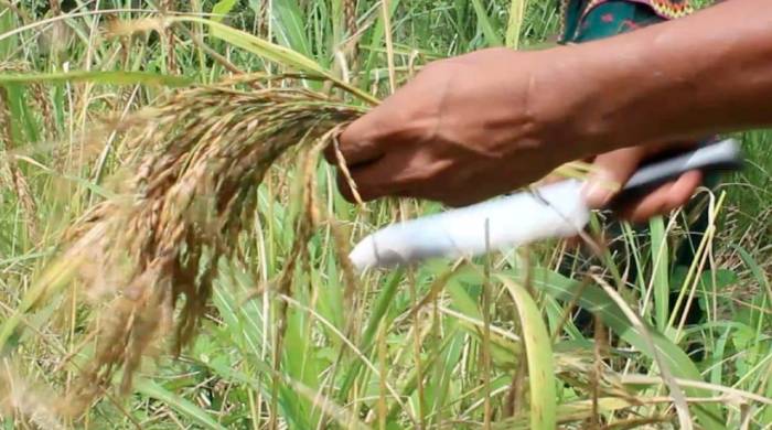 Los pagos de compensación a la producción de arroz y maíz permite asegurar el cultivo de estos granos básicos.