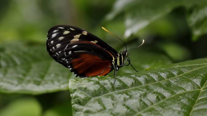 ‘LepiDomo’ cuenta con las tres familias de mariposas más comunes.