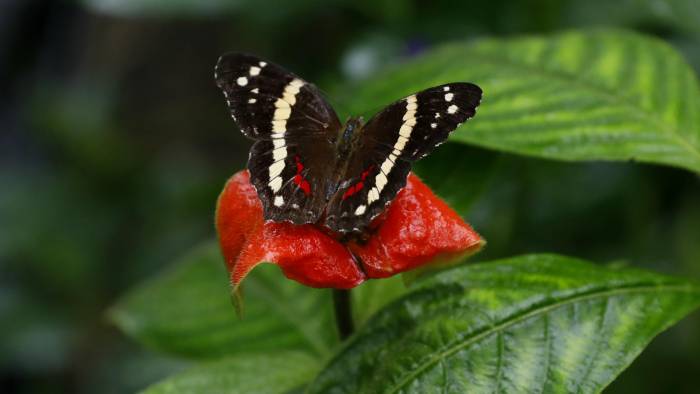 La gran mayoría de las mariposas son hidrófobas, esto quiere decir que sus escamas las protegen de las lluvias.