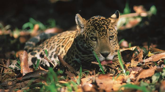 ’Voces de la naturaleza’ se puede ver también por la aplicación TVN Pass.