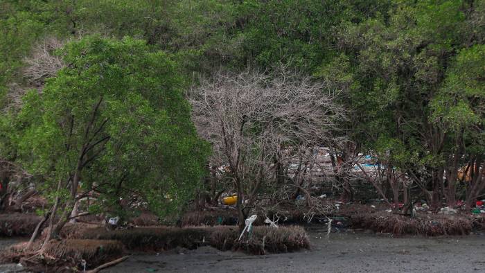 El mismo episodio (2015-2016), que se experimentó en la Bahía de Panamá, fue reportado en toda la cuenca del Pacífico.