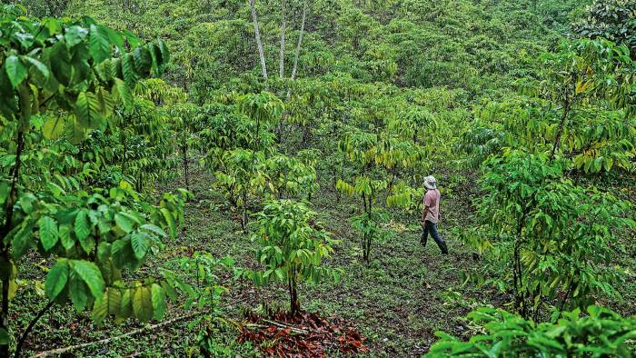 Visita a la finca Tres Hermanas, en Capira, donde el productor Gustavo González trabaja el café robusta.