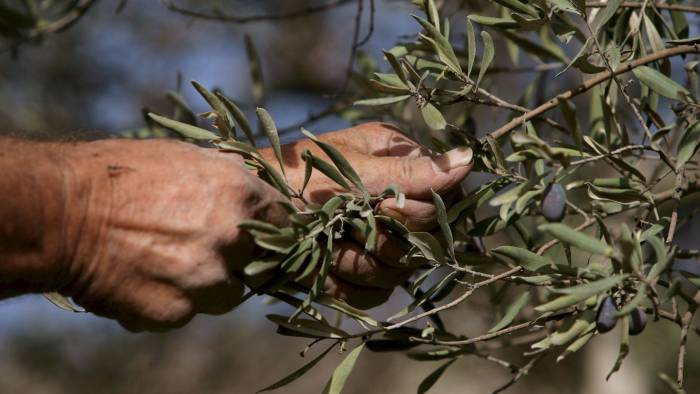 El aceite de oliva extra virgen supone el 73% de esas reservas, con un 68,5% es de origen italiano.