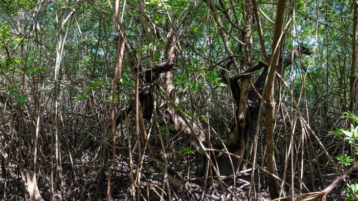 Se han encontrado más de 900 especies de hongos durante la ejecución del proyecto.