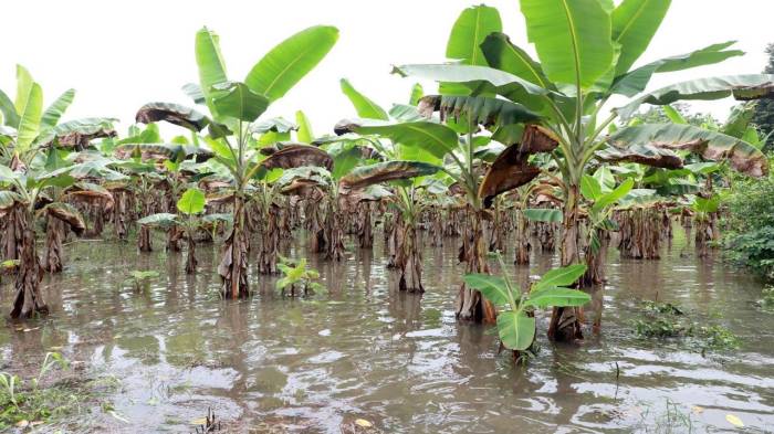 Los técnicos del BDA han reportado que en Paso Canoas, a raíz de la lluvia, se registran pérdidas en el plátano de consumo nacional.