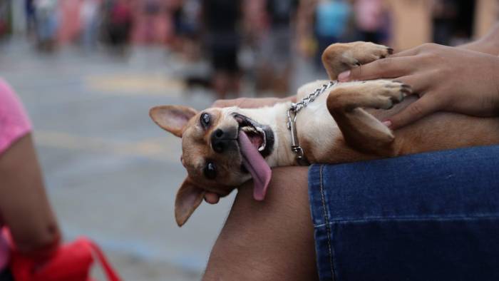 Meis adelantó que próximamente estarán realizando una jornada de adopciones.