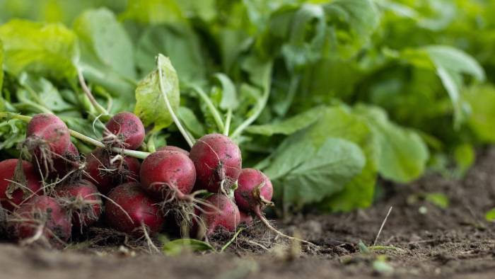 Se necesita historia política para explicar por qué la supervisión de las políticas agrícolas, alimentarias y nutricionales de Panamá es tan fragmentada y complicada.