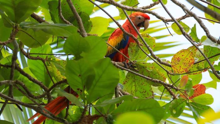 Coiba es reconocido por su diversidad en la flora y fauna.