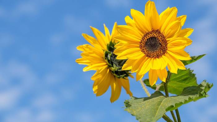 Regalar flores amarillas es una tradición simbólica para expresar amor, esperanza y nuevos comienzos.