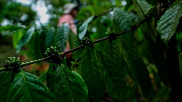 El cafeto de robusta es considerado más resistente que el de arábica y es muy apreciado por su resistencia a enfermedades y su capacidad para crecer en climas cálido.