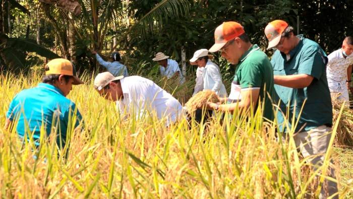 Productores nacionales cosechan arroz.