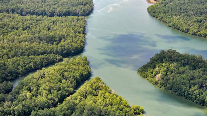 Manglares: guardianes ante el cambio climático