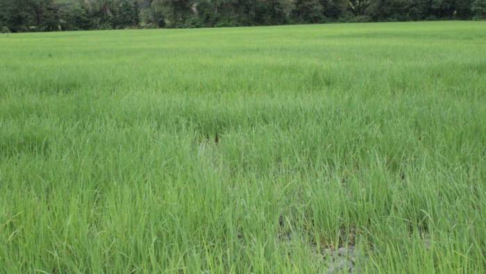 Revisión de los cultivos de arroz afectados por las inundaciones en Veraguas.