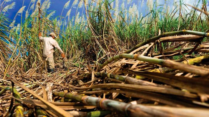 Un jornalero corta caña en un campo de producción del rubro. La caña de azúcar es uno de los principales rubros nacionales que se exportan a otros mercados.