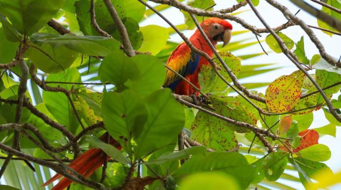 Coiba es reconocido por su diversidad en la flora y fauna.