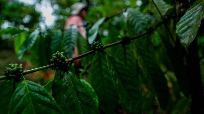 El cafeto de robusta es considerado más resistente que el de arábica y es muy apreciado por su resistencia a enfermedades y su capacidad para crecer en climas cálido.