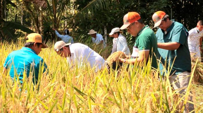 Productores nacionales cosechan arroz.