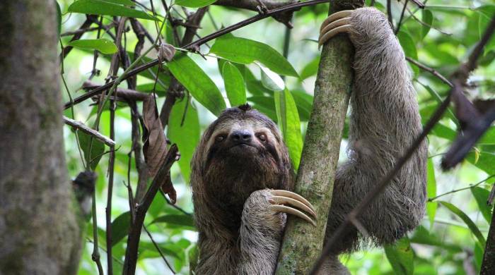 Los perezosos juegan un papel vital en los ecosistemas tropicales, contribuyendo así al ciclo de nutrientes.