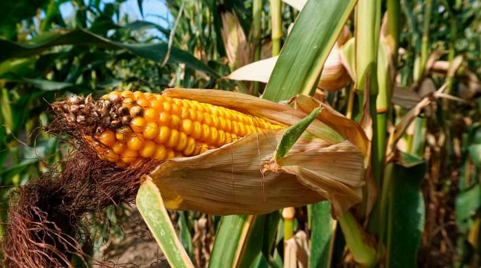 El maíz es un grano que se utiliza tanto para el consumo humano como para la elaboración de alimento animal.