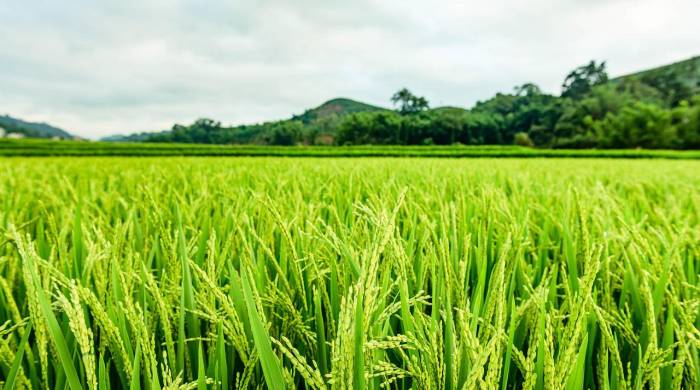 La CCIAP ha estado en constante diálogo con actores del sector a nivel nacional, recogiendo inquietudes y propuestas que buscan mejorar la competitividad del agro panameño