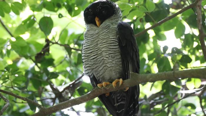 Un Búho Blanquinegro (Strix nigrolineata) es visto durante el Global Big Day 2024, en el Parque Nacional Soberanía en Ciudad de Panamá.