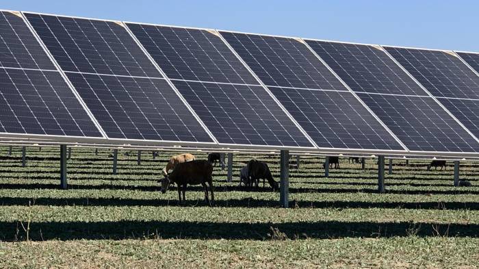 Unas cabras pastan en la sombra debajo de unos paneles solares, en una imagen de archivo.