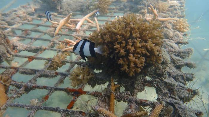 De acuerdo con los registros de NOAA, los primeros indicios de la repetición de este fenómeno ocurrieron el año pasado en el Caribe.